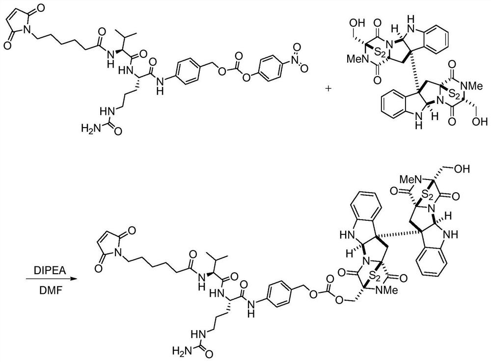 Two kinds of anti-her2 antibody-chaetokin conjugates and their preparation method and anti-tumor application