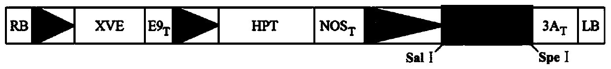 A method and application for inducing direct generation of somatic embryos