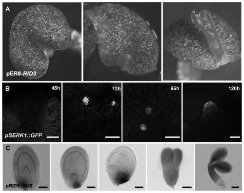 A method and application for inducing direct generation of somatic embryos