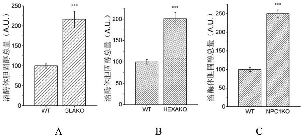 Application of elemin in the preparation of medicines for treating lysosomal storage diseases