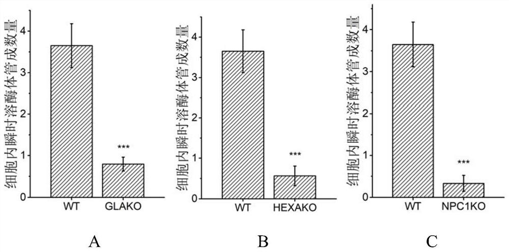 Application of elemin in the preparation of medicines for treating lysosomal storage diseases