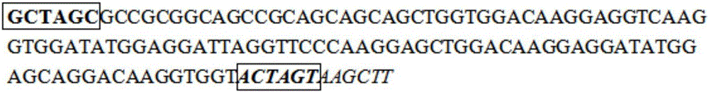 Artificially constructed araneus ventricosus dragline silk protein gene and construction method thereof