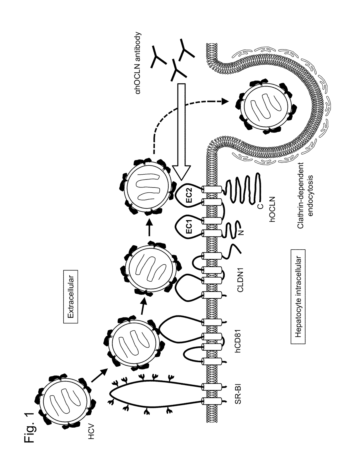 Inhibitor of hepatitis c virus infection