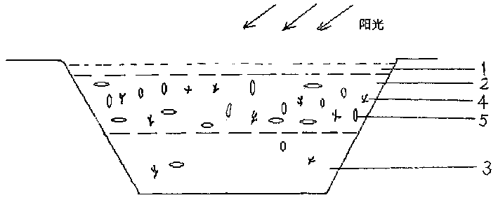 Method for killing salt eating algae in sunshining pool by artemia