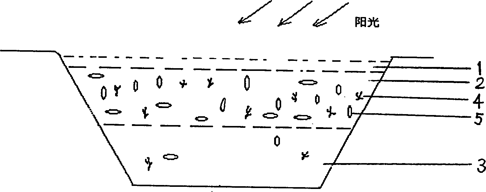 Method for killing salt eating algae in sunshining pool by artemia