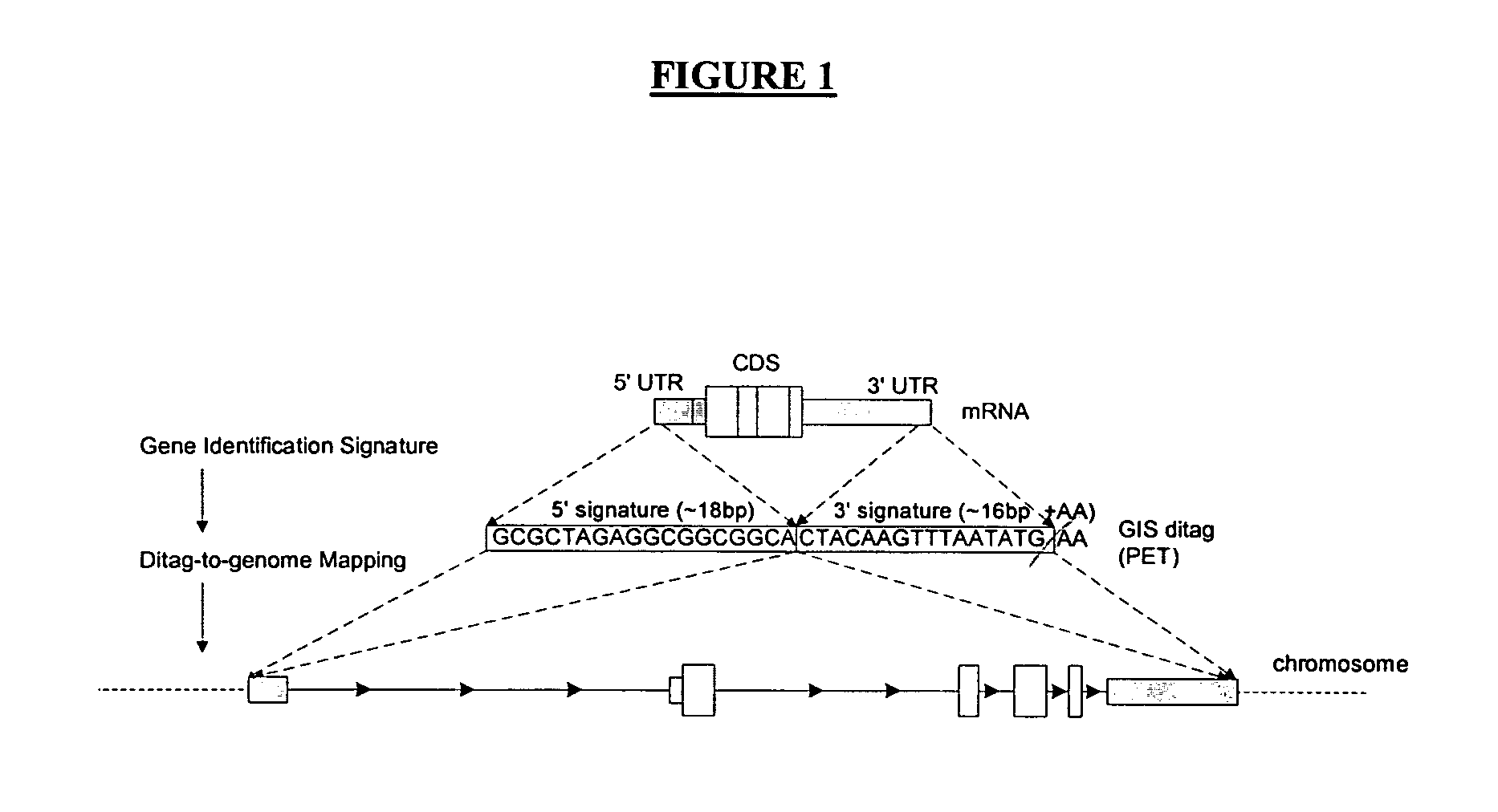 Method of processing and/or genome mapping of ditag sequences