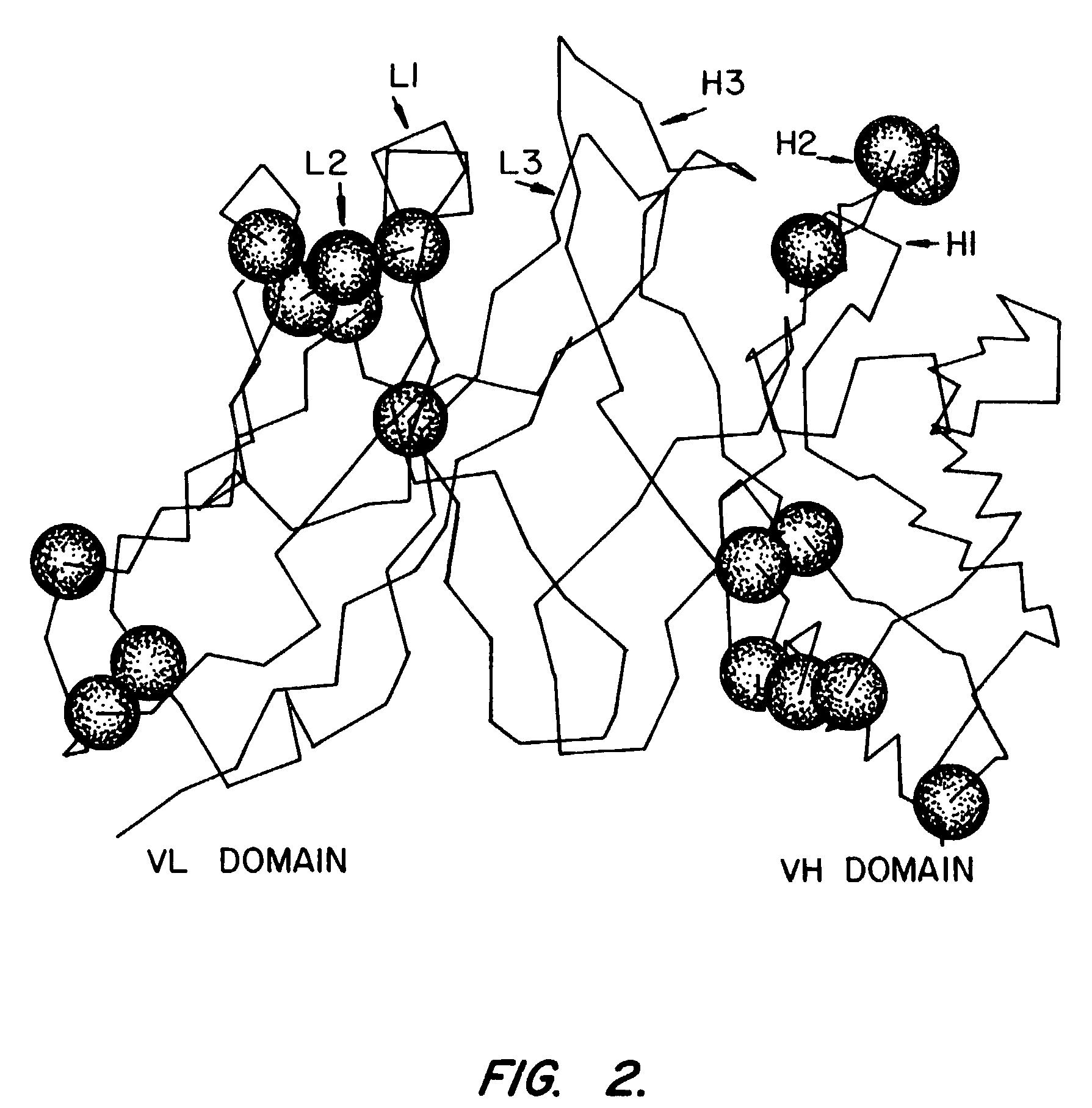 Novel high affinity human antibodies to tumor antigens