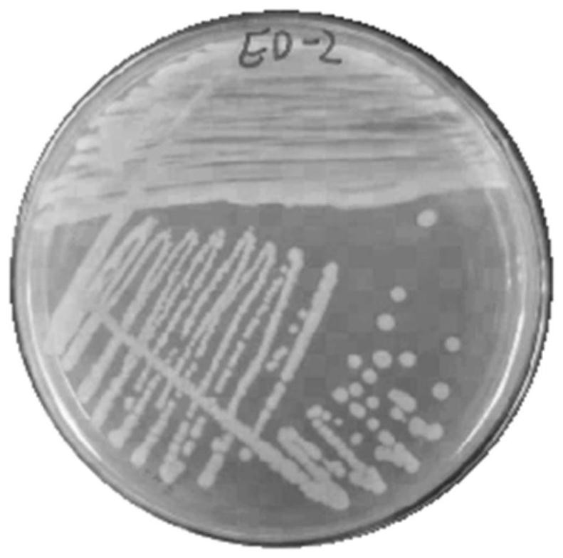 Ethylbenzene degrading bacterium and screening method and application thereof