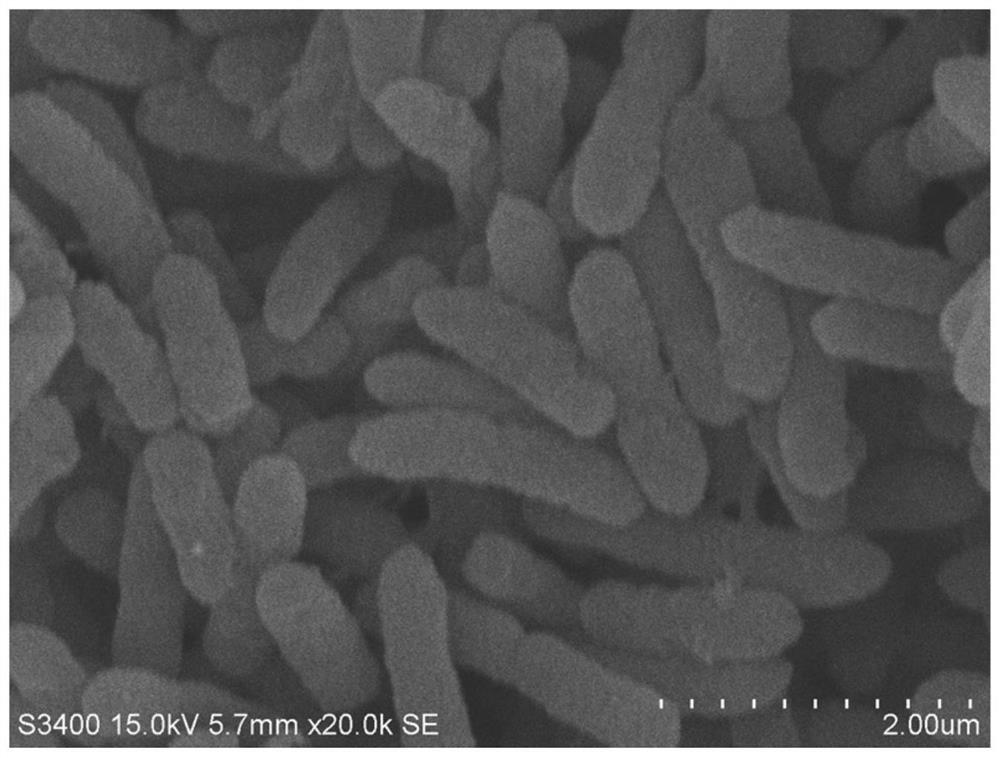 Ethylbenzene degrading bacterium and screening method and application thereof