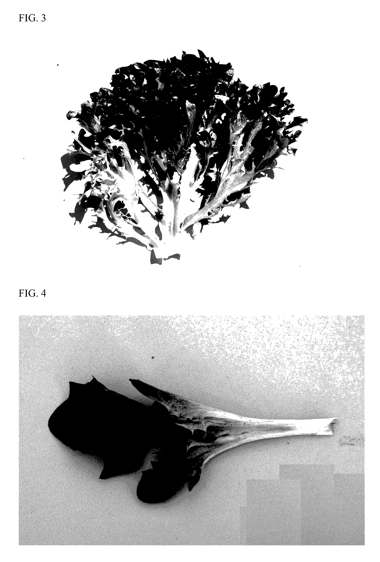 Lettuce variety 79-65 RZ