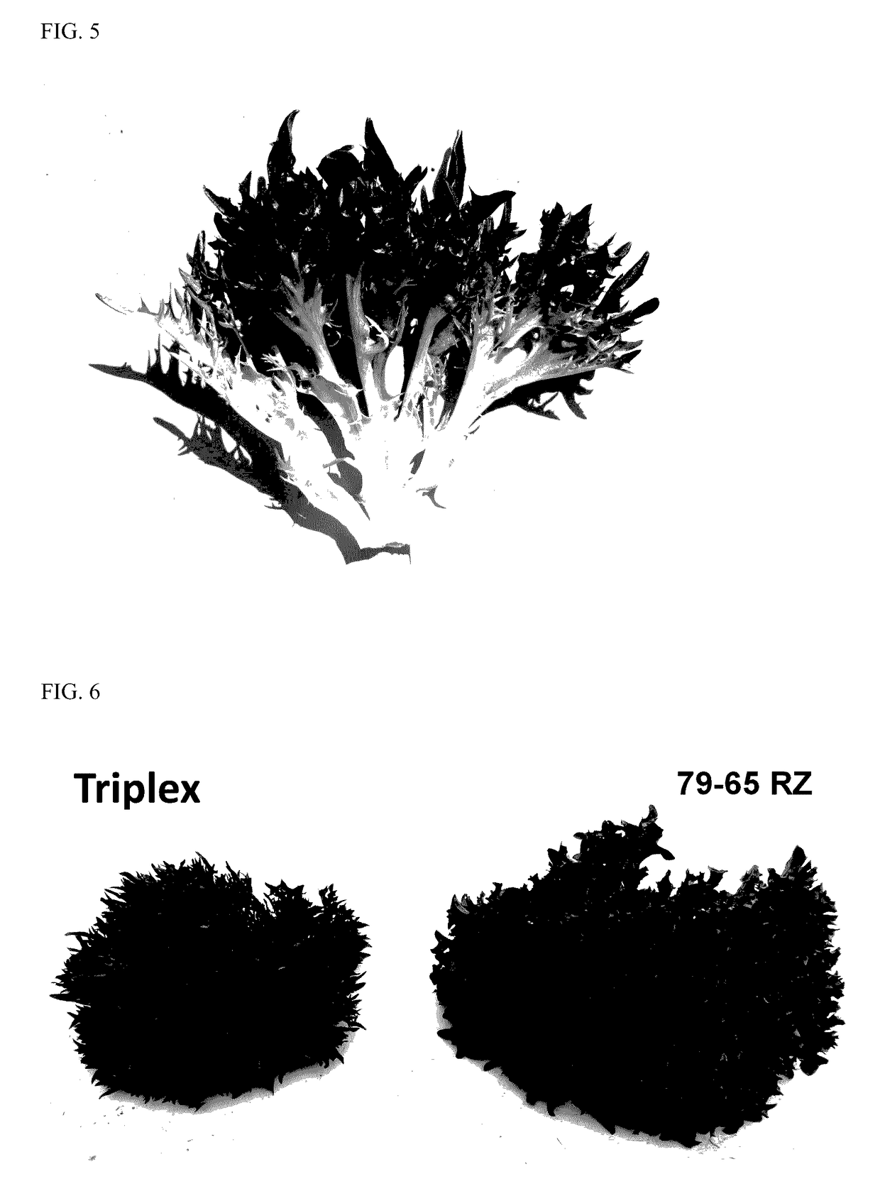 Lettuce variety 79-65 RZ