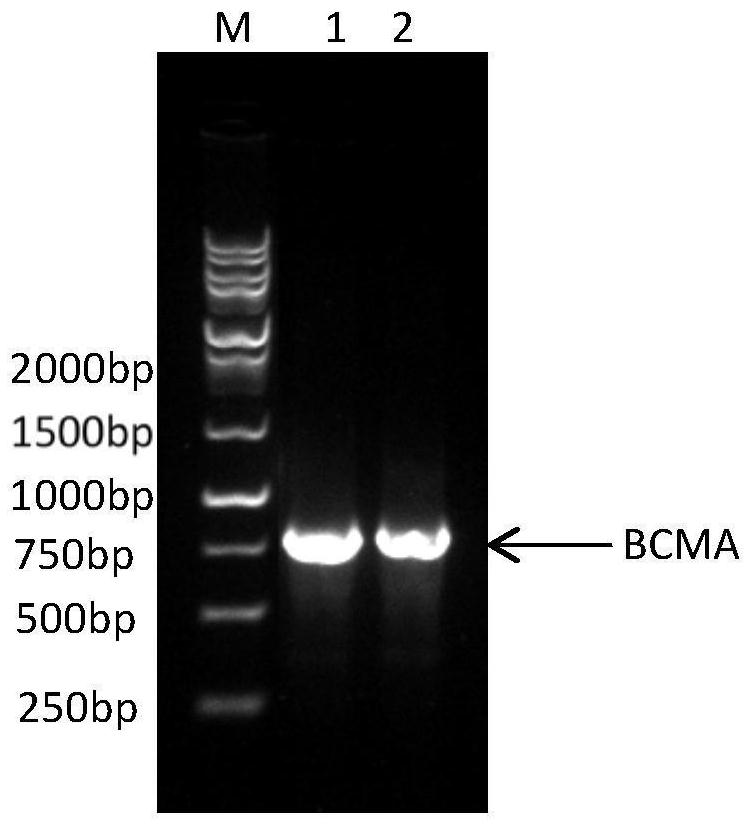 Method for recombinant expression of BCMA protein by E.coli cell-free protein expression system