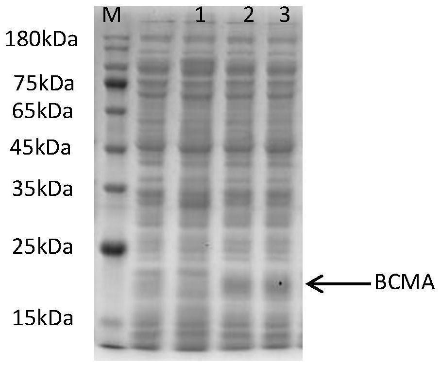 Method for recombinant expression of BCMA protein by E.coli cell-free protein expression system