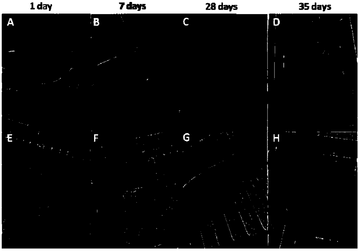 Cryopreservation method for adipose tissues