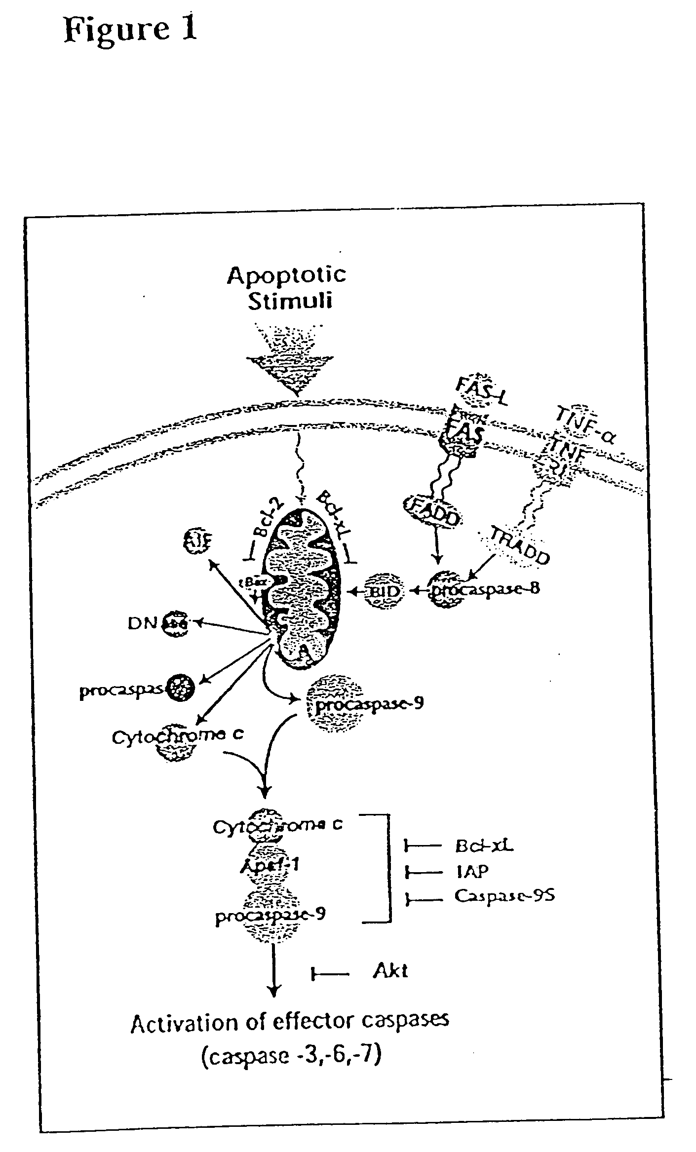 Fas ligand expressing hematopoietic cells for transplantation