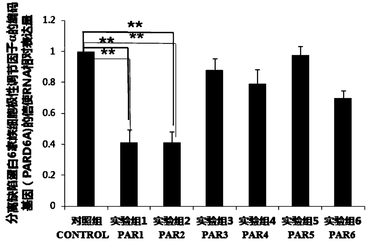 Small interfering ribonucleic acid sequence for inhibiting expression of human pard6a gene and its application in resisting proliferation and metastasis of ovarian cancer