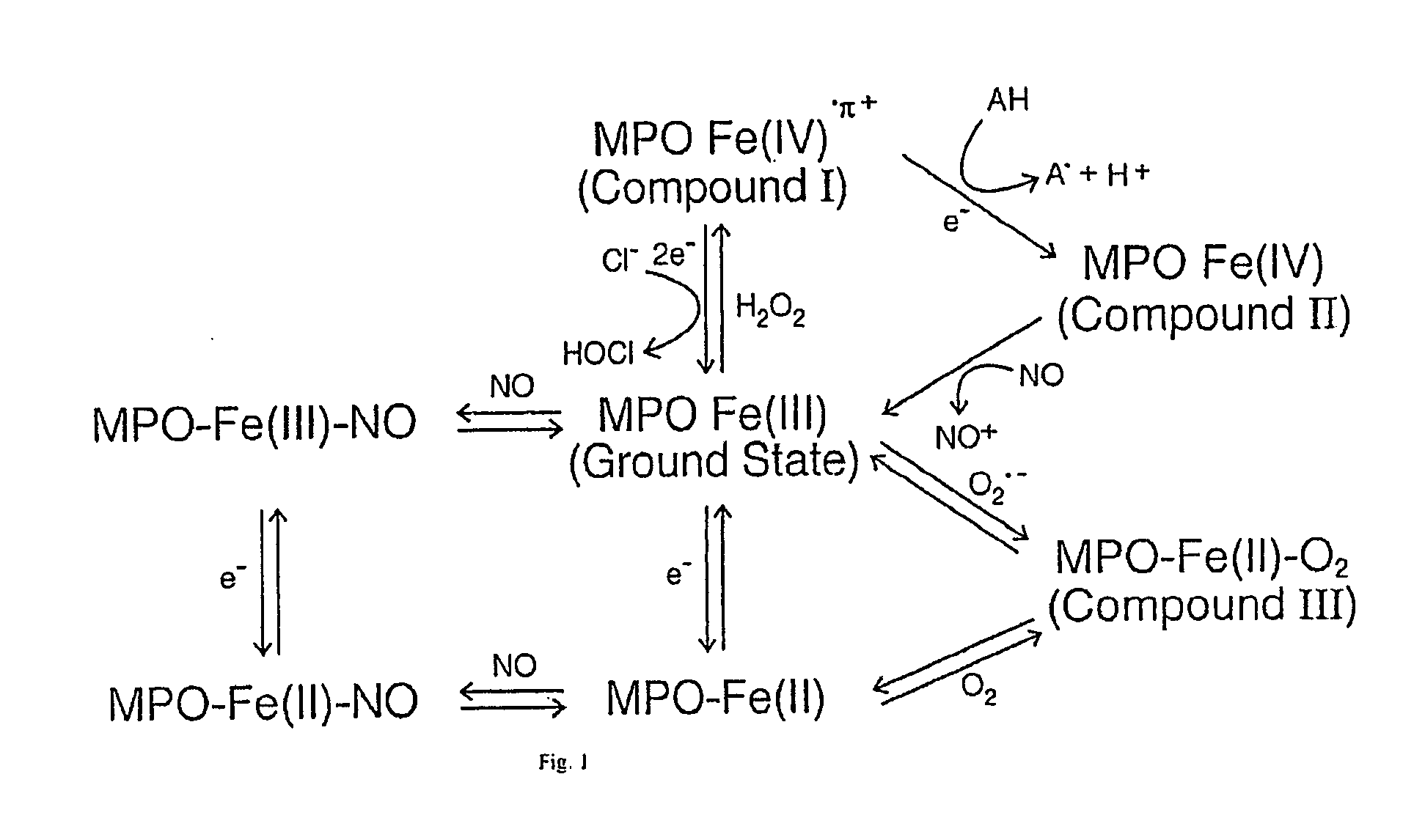 Myeloperoxidase, a risk indicator for cardiovascular disease