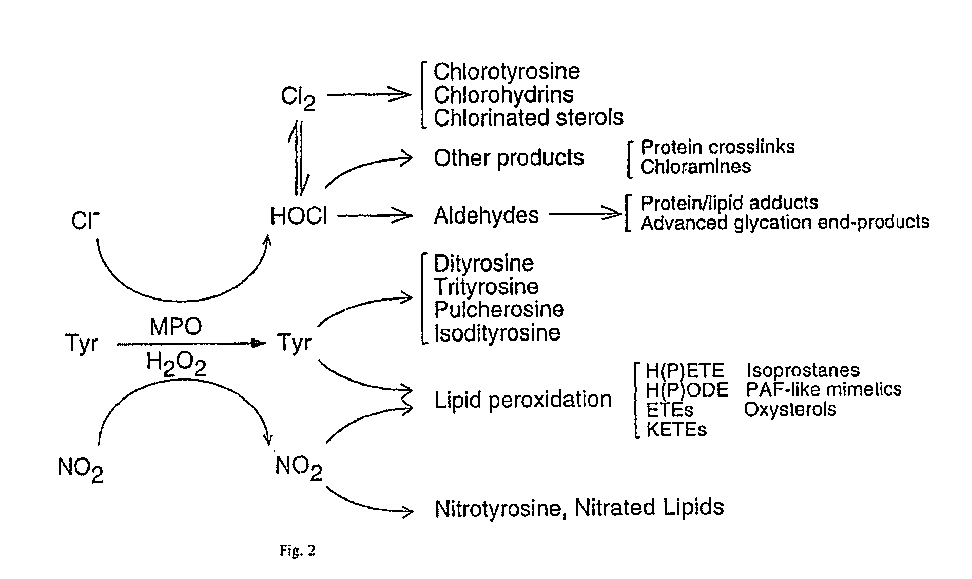 Myeloperoxidase, a risk indicator for cardiovascular disease