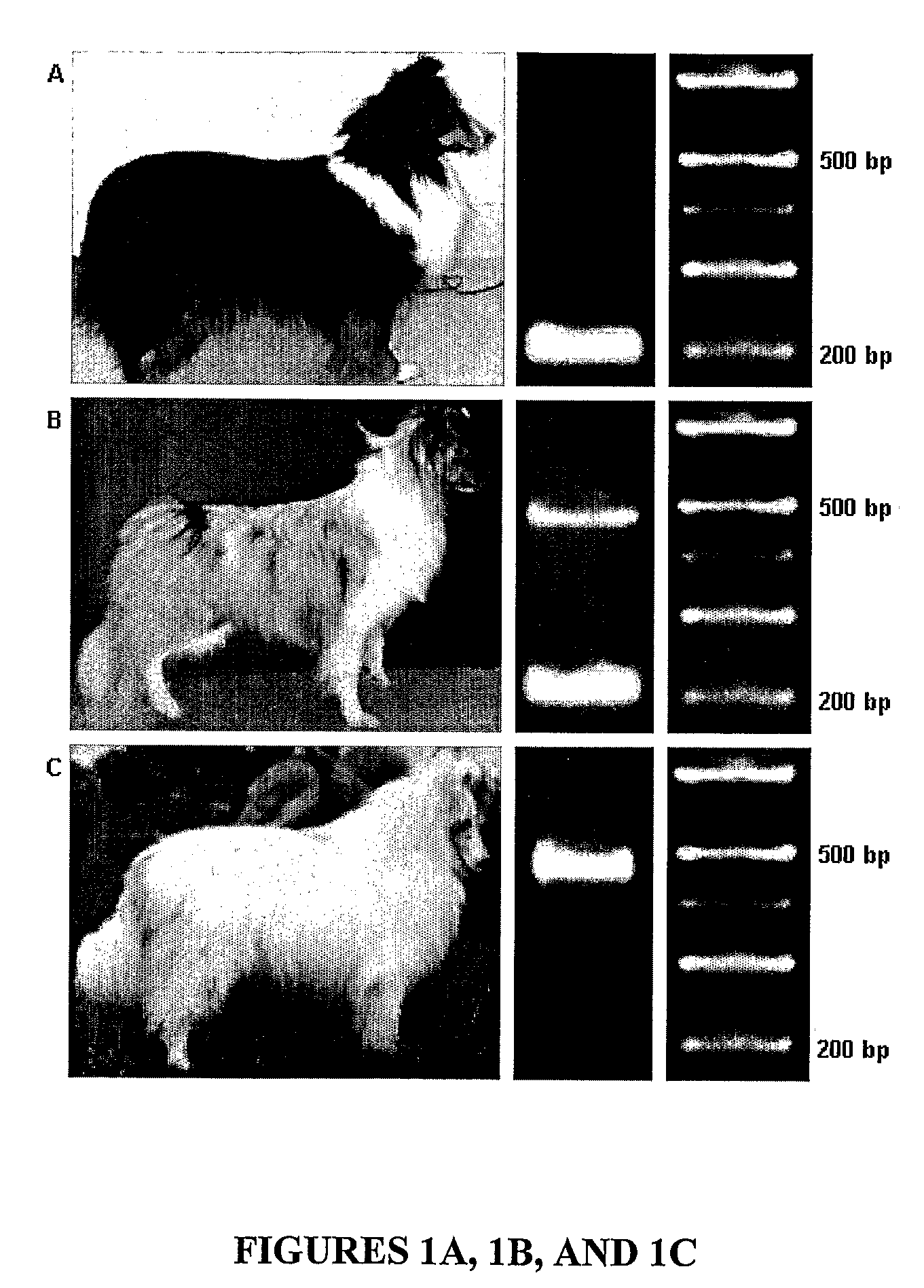 Methods for identification of merle gene