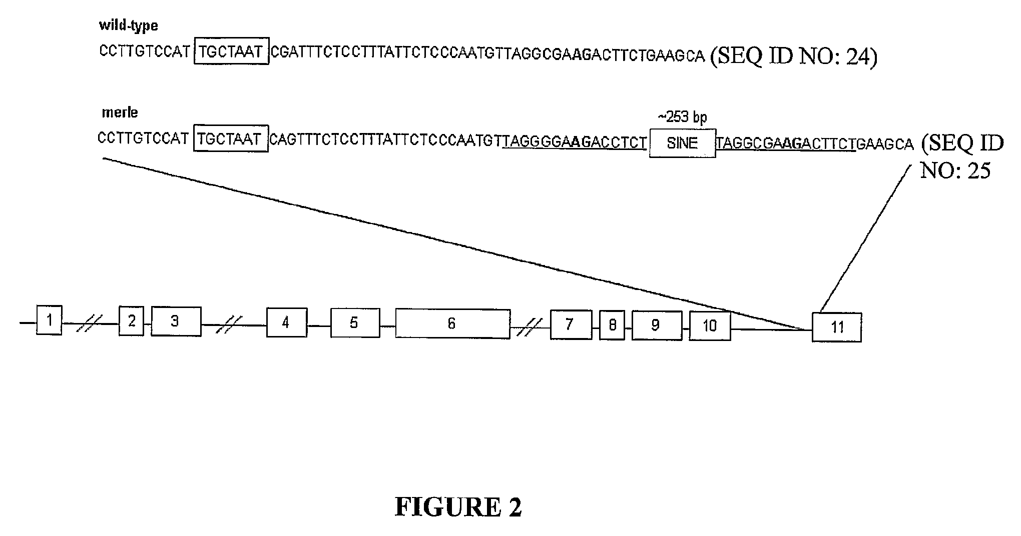 Methods for identification of merle gene