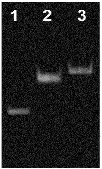 Nano di-cyclic aptamer probe and application thereof