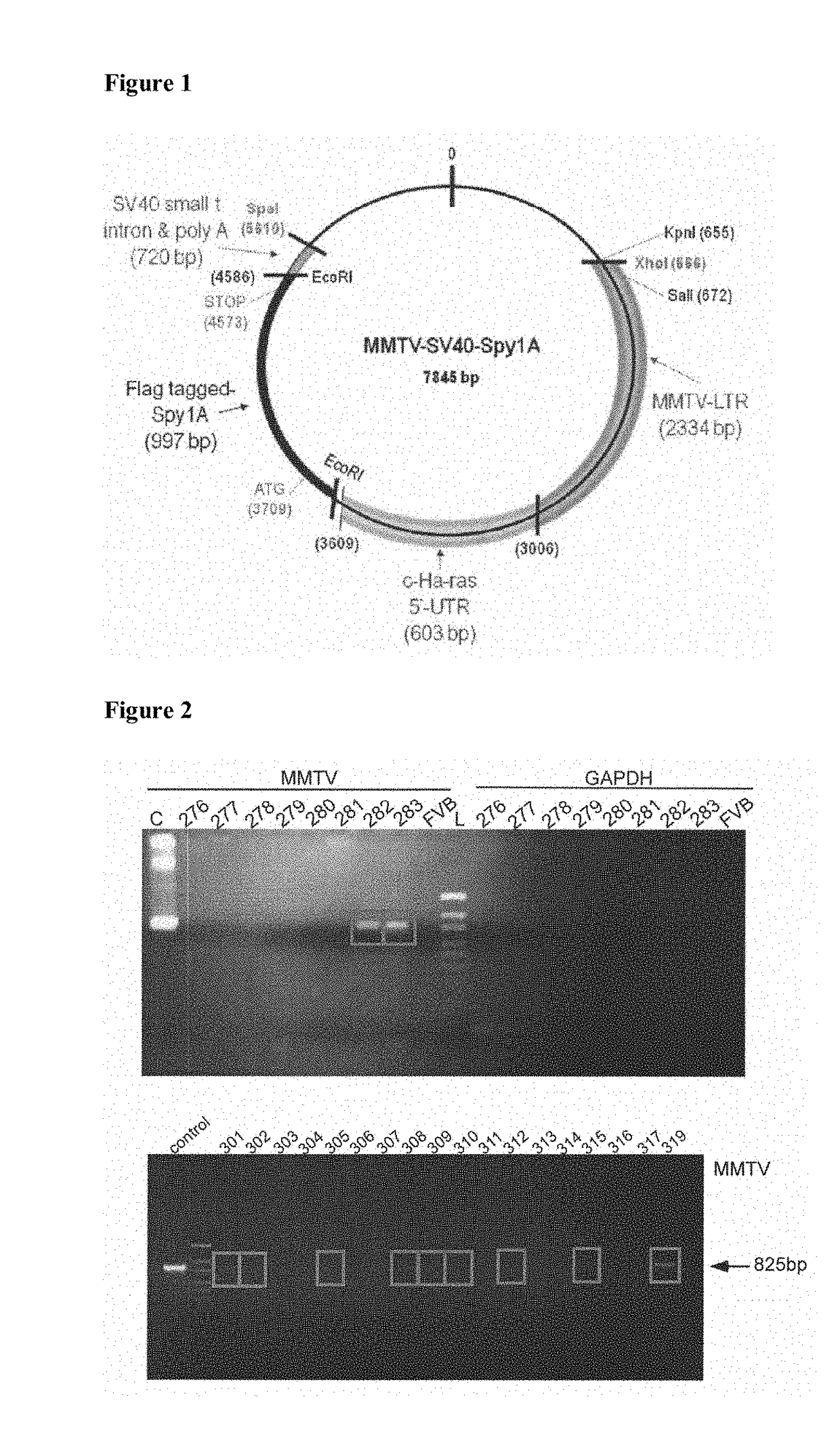 MMTV-SV40-Spy1A and Spy1A-pTRE Transgenic Mouse Models