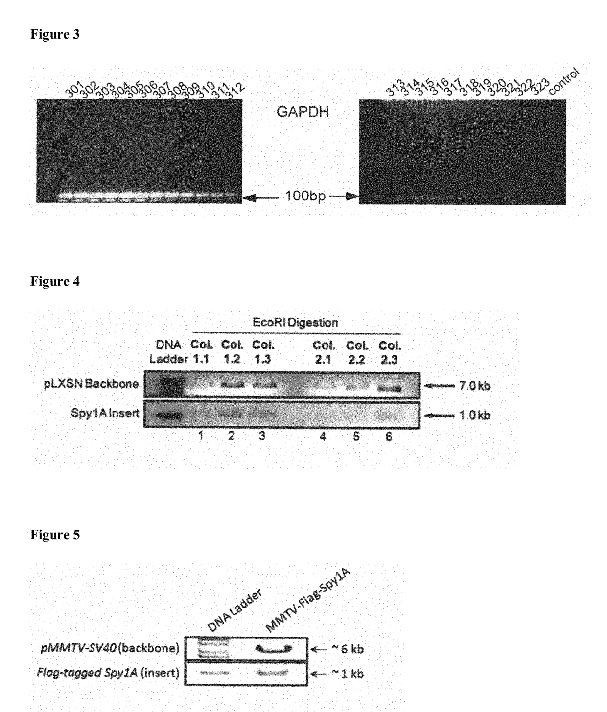 MMTV-SV40-Spy1A and Spy1A-pTRE Transgenic Mouse Models