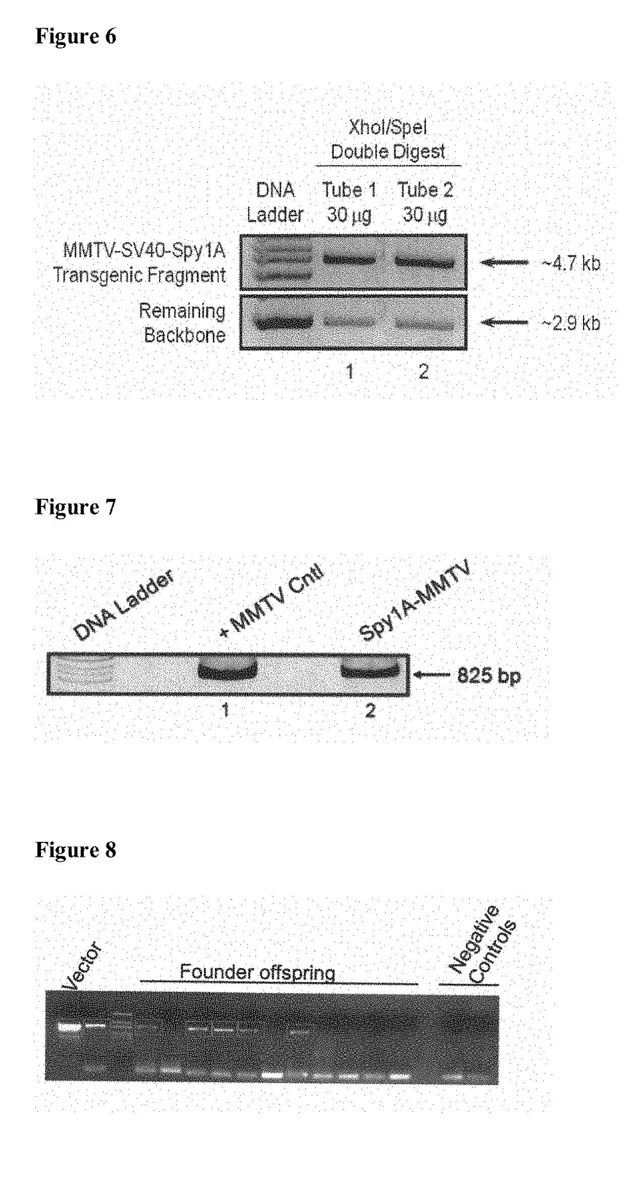 MMTV-SV40-Spy1A and Spy1A-pTRE Transgenic Mouse Models