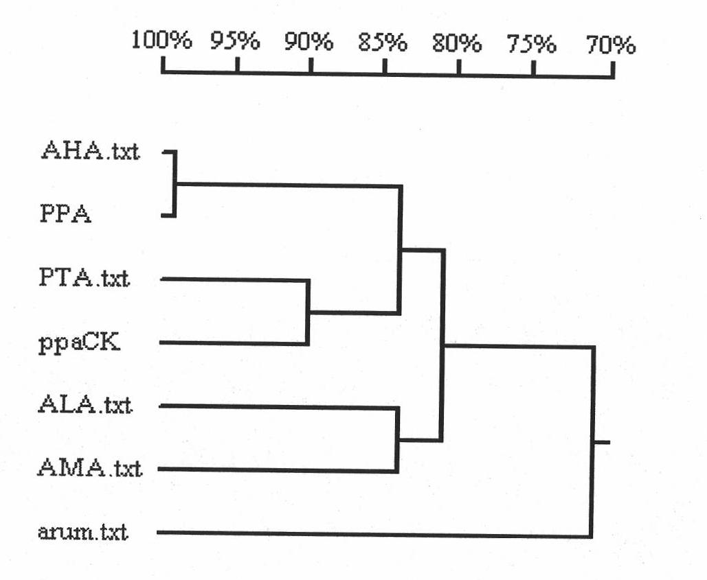 Anti-aphides gene PPA, preparation thereof and protein encoded thereby