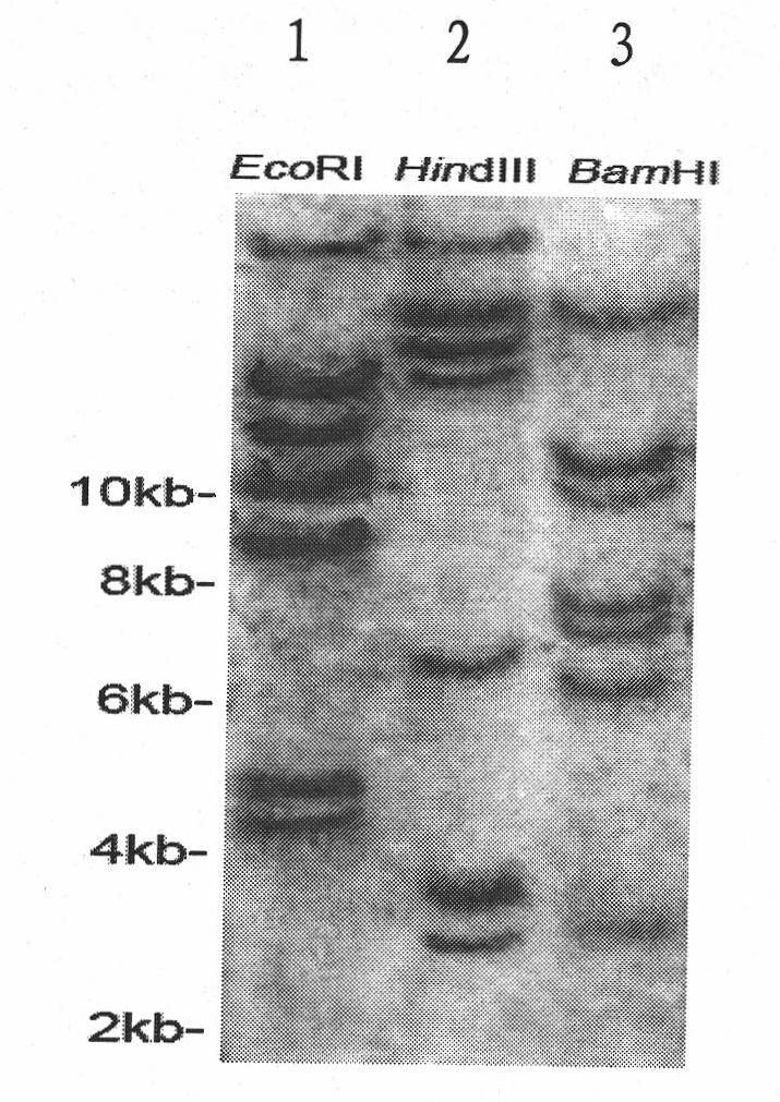 Anti-aphides gene PPA, preparation thereof and protein encoded thereby