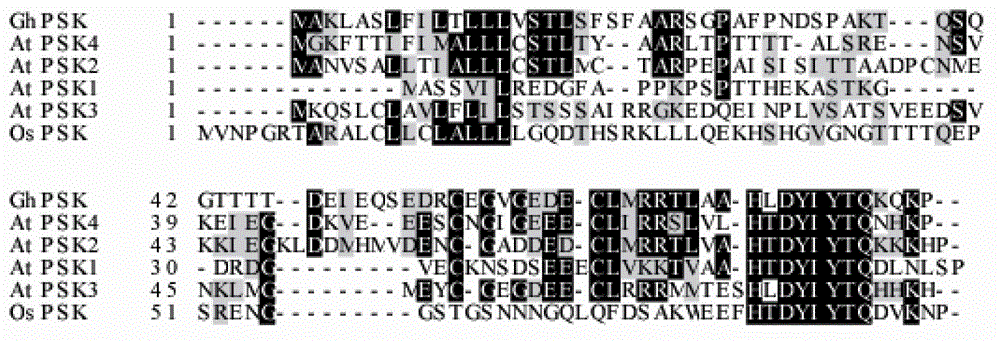 A kind of cotton phytosulfokine precursor gene ghpskp and its preparation method and application