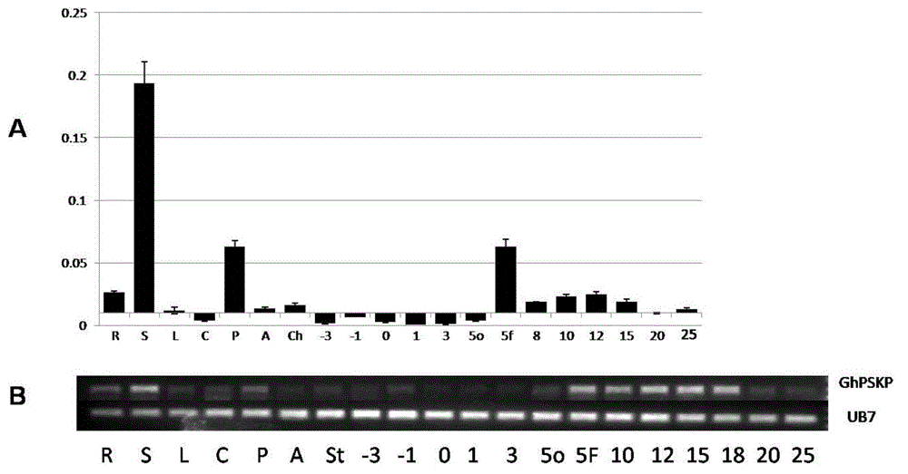 A kind of cotton phytosulfokine precursor gene ghpskp and its preparation method and application