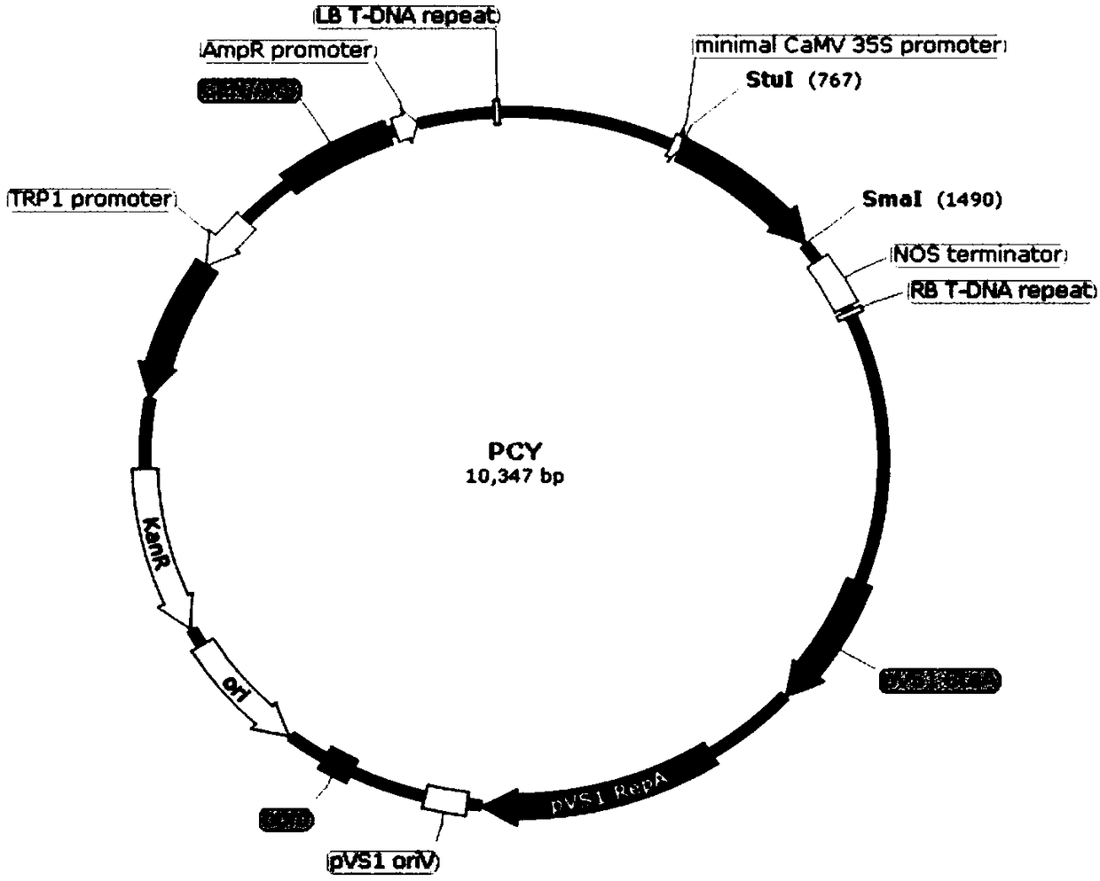 Ternary shuttle vector and method for establishing CLBV (Citrus Leaf Blotch Virus) infectious cloning with same