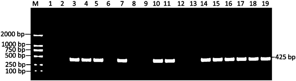 Ternary shuttle vector and method for establishing CLBV (Citrus Leaf Blotch Virus) infectious cloning with same