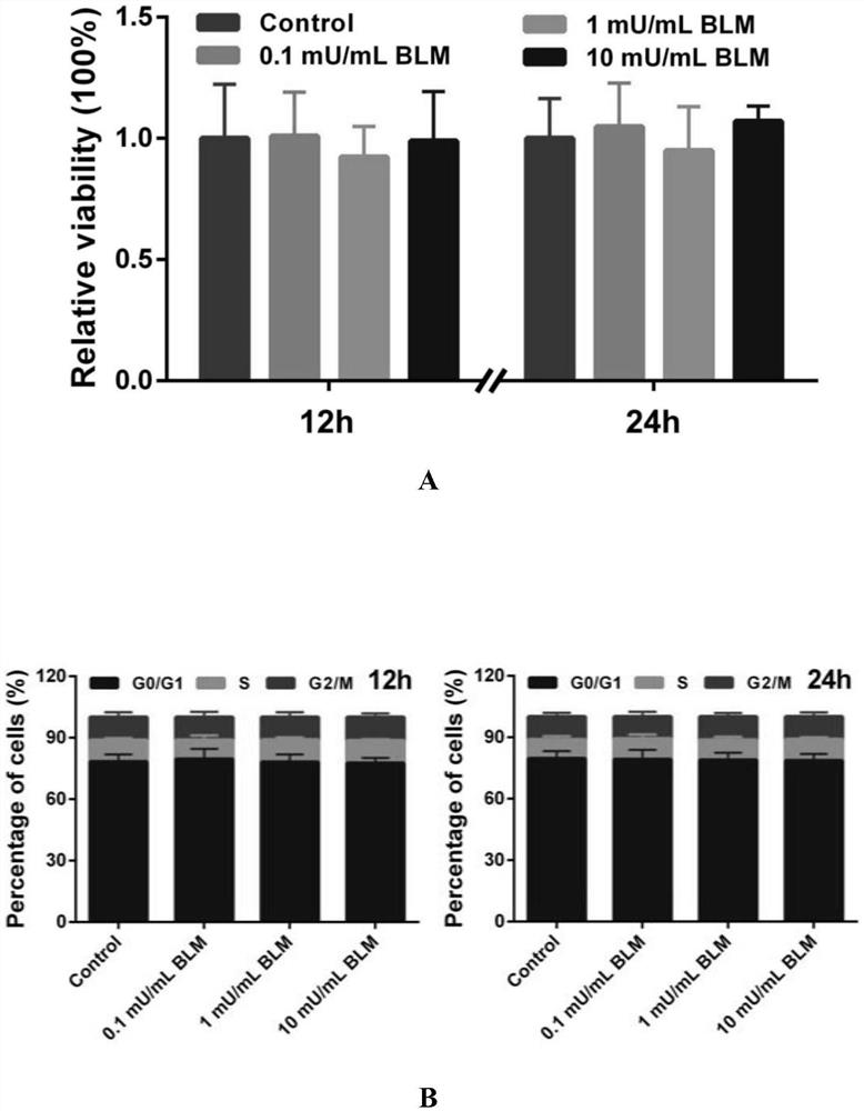 Application of bleomycin in the preparation of drugs for inhibiting tooth eruption