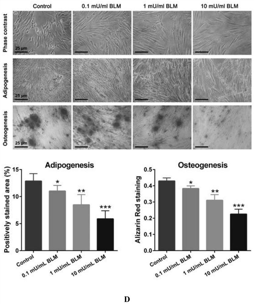 Application of bleomycin in the preparation of drugs for inhibiting tooth eruption