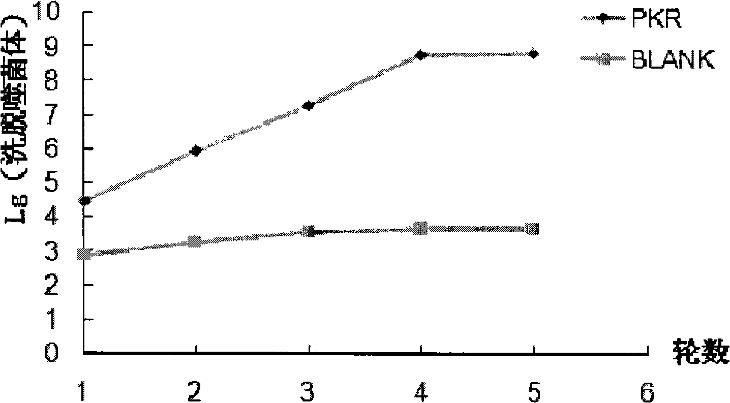 Polypeptide combinative with PKR kinase structure field specificity and uses thereof