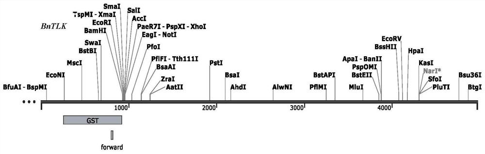 Brassica napus bntlk1 gene related to fungal diseases and its application