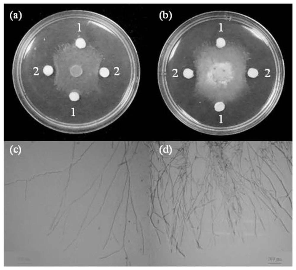 Brassica napus bntlk1 gene related to fungal diseases and its application