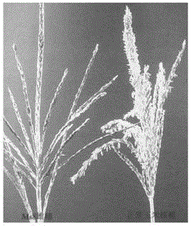 Transgenic element and application thereof, method for differentiating male sterility line and fertile maintainer line, and expanding propagation method of male sterile line of maize