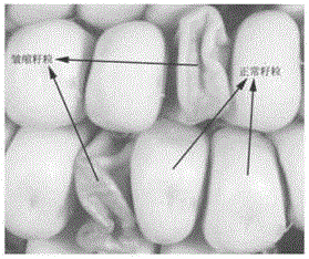 Transgenic element and application thereof, method for differentiating male sterility line and fertile maintainer line, and expanding propagation method of male sterile line of maize