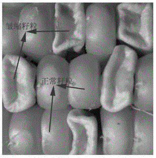 Transgenic element and application thereof, method for differentiating male sterility line and fertile maintainer line, and expanding propagation method of male sterile line of maize