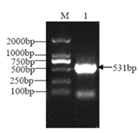 Method for preparing recombinant chicken beta-interferon and application thereof