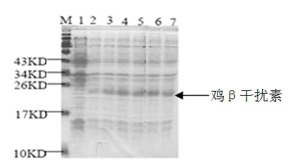 Method for preparing recombinant chicken beta-interferon and application thereof