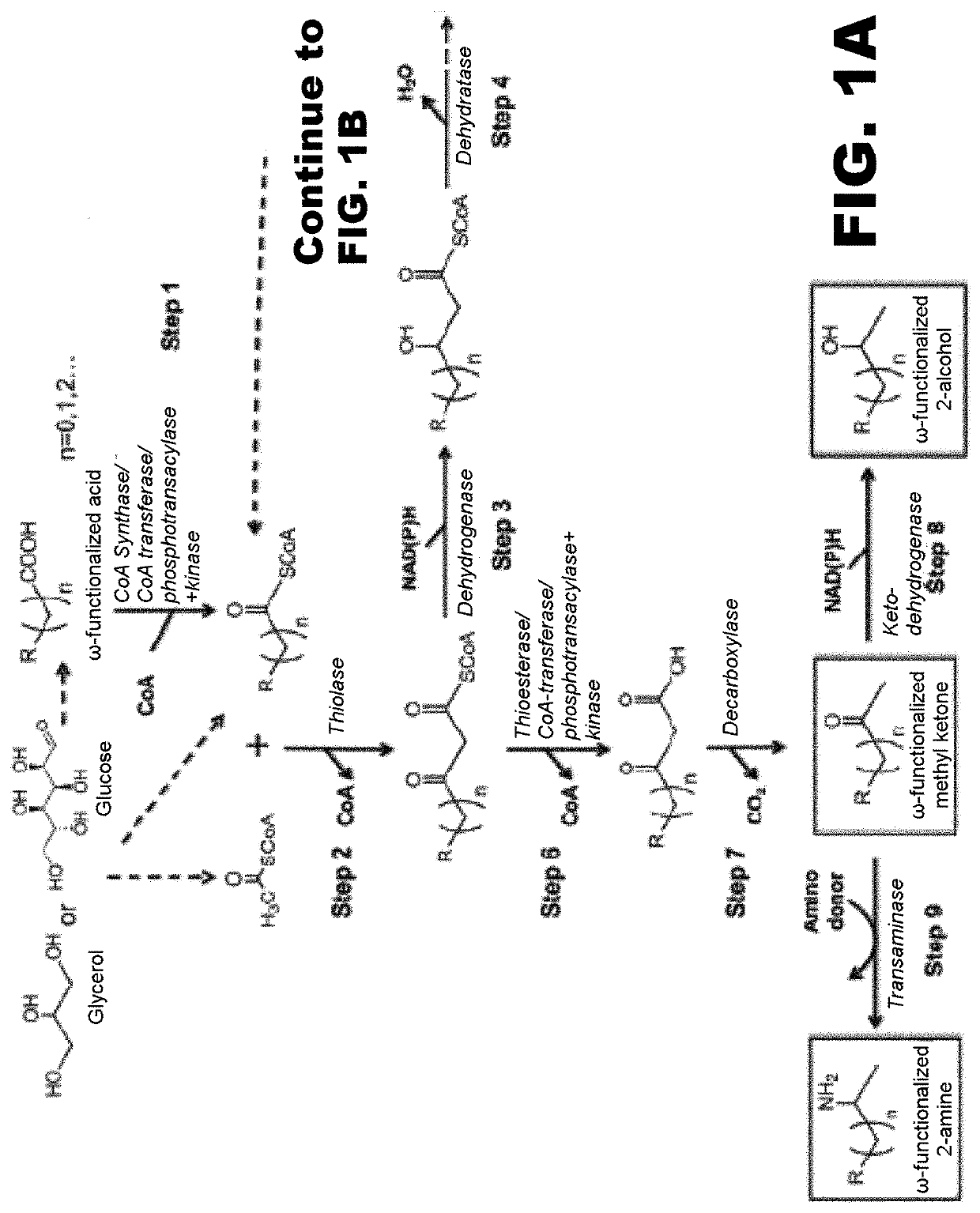 Synthesis of omega functionalized products