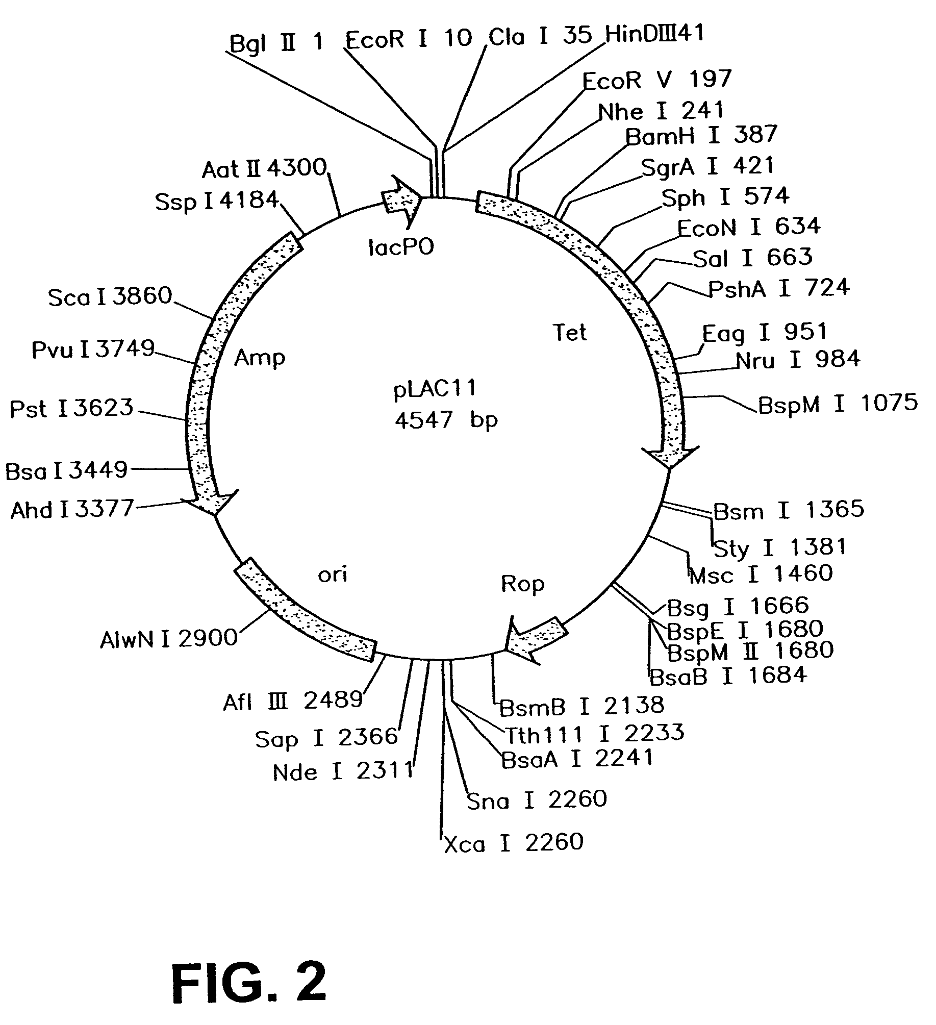 Stabilized bioactive peptides and methods of identification, synthesis, and use