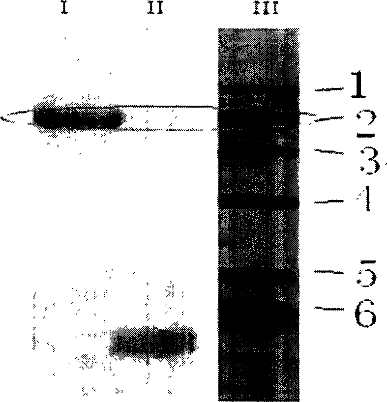 Use of BODIPY analog fluorescent reagent in biological large molecule marking