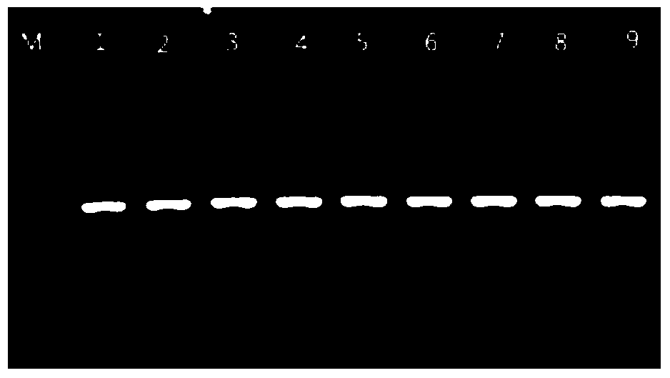 Method for Determination of Pig Gene Polymorphism and Its Correlation with Reproductive Traits of Sow