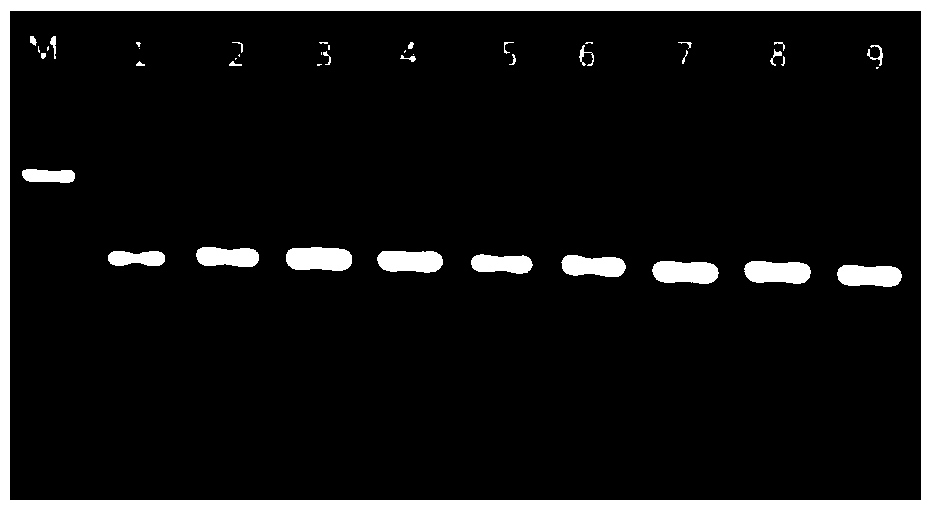 Method for Determination of Pig Gene Polymorphism and Its Correlation with Reproductive Traits of Sow