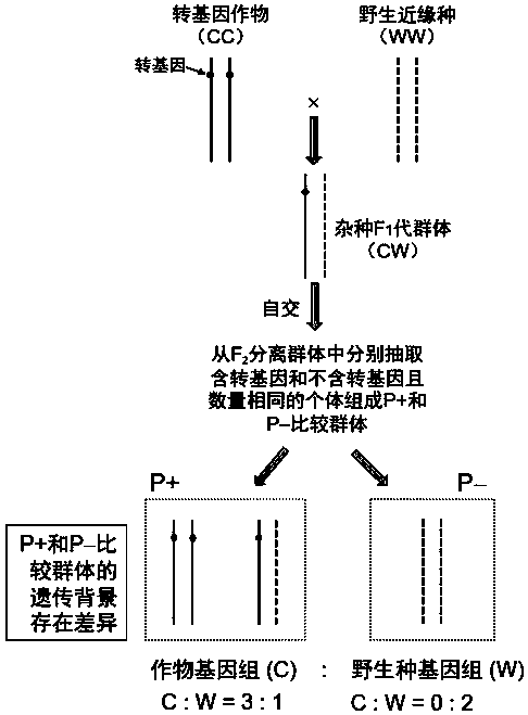 Comparative hybrid population sampling method for establishing transgenic drift environment safety detection